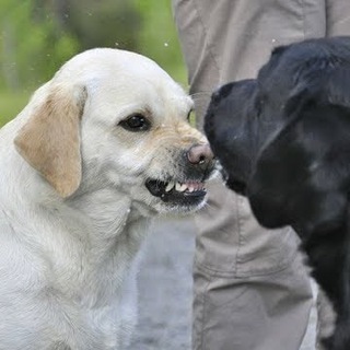 всратые собаки