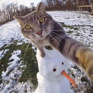 telegram channel andersol