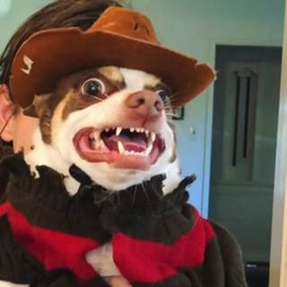 telegram channel bearus