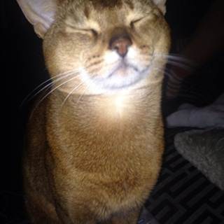 telegram channel bfytw