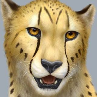 telegram channel cheepard