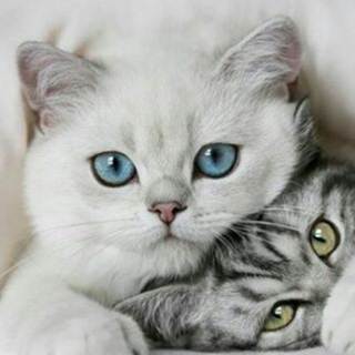 telegram channel cirbi