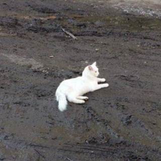 telegram channel dspss