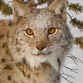 telegram channel electrosalt