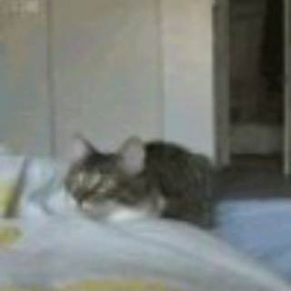 呀港 (我家的貓會後空翻)