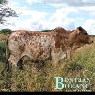 Dùllàčhà Khà Bôôràñàà