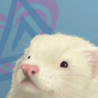 Tay Ferret