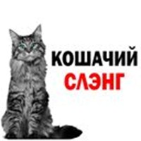 cat slang