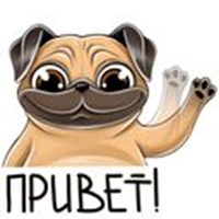 Pug