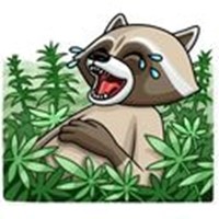 Crime Raccoon