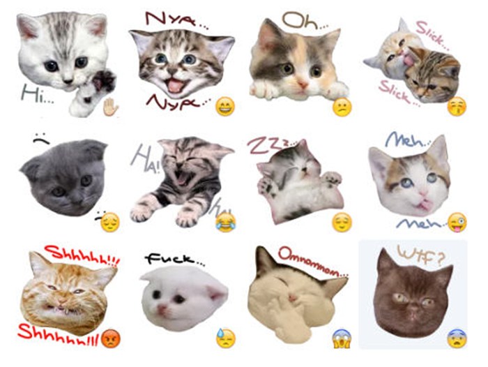 Katy`s Cats