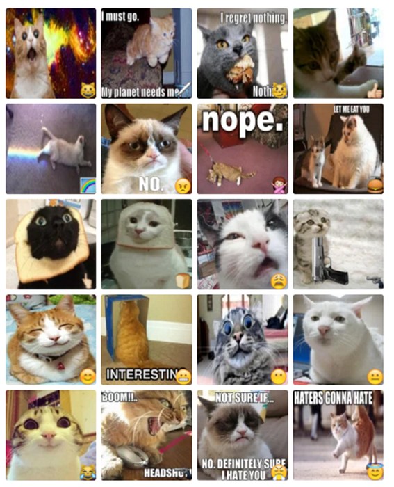 Real cats meme
