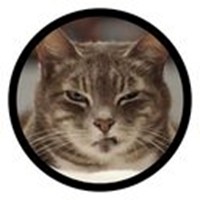 funny cats