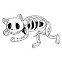 Boni the cat