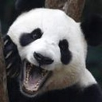 lazy panda