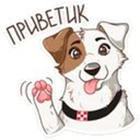 Pets