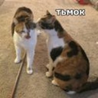 Kitty Tsmok 2
