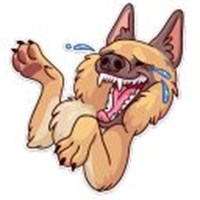 dog memes