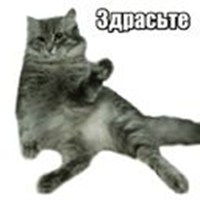 40 cats