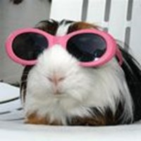 Guinea pigs