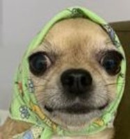 cool animals