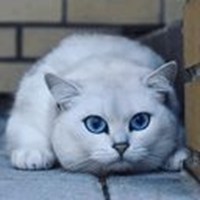 Kobe the cat