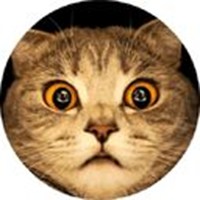 Kittens and kitties 2