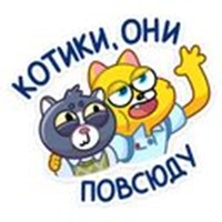 cool cat