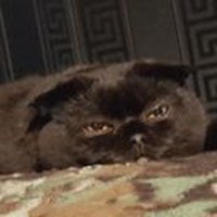 pussy