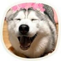 cute dogs