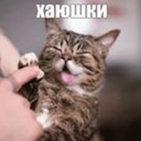 Lil the cat