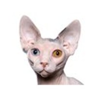 Sphinx