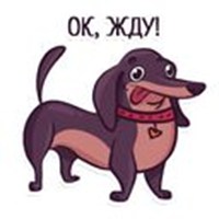 Dachshund