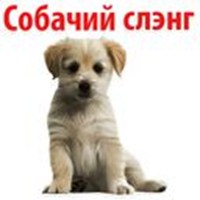? dog slang