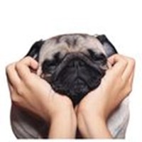 Pug