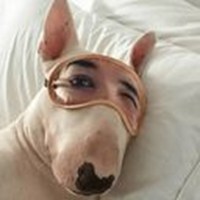 Dog is man's best friend