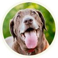Chocolate Labrador