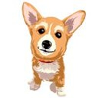 cute corgi