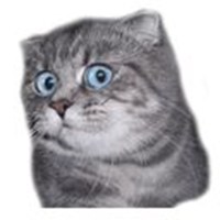 Surprised cat