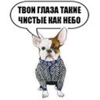 bohemian dogs