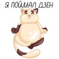 Yogo cats