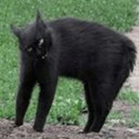 broken cats