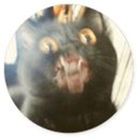 stupid cats