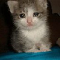 crying cat