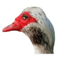 geese huyushi