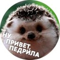 stoned hedgehogs
