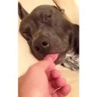 Dogs