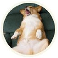 Corgi